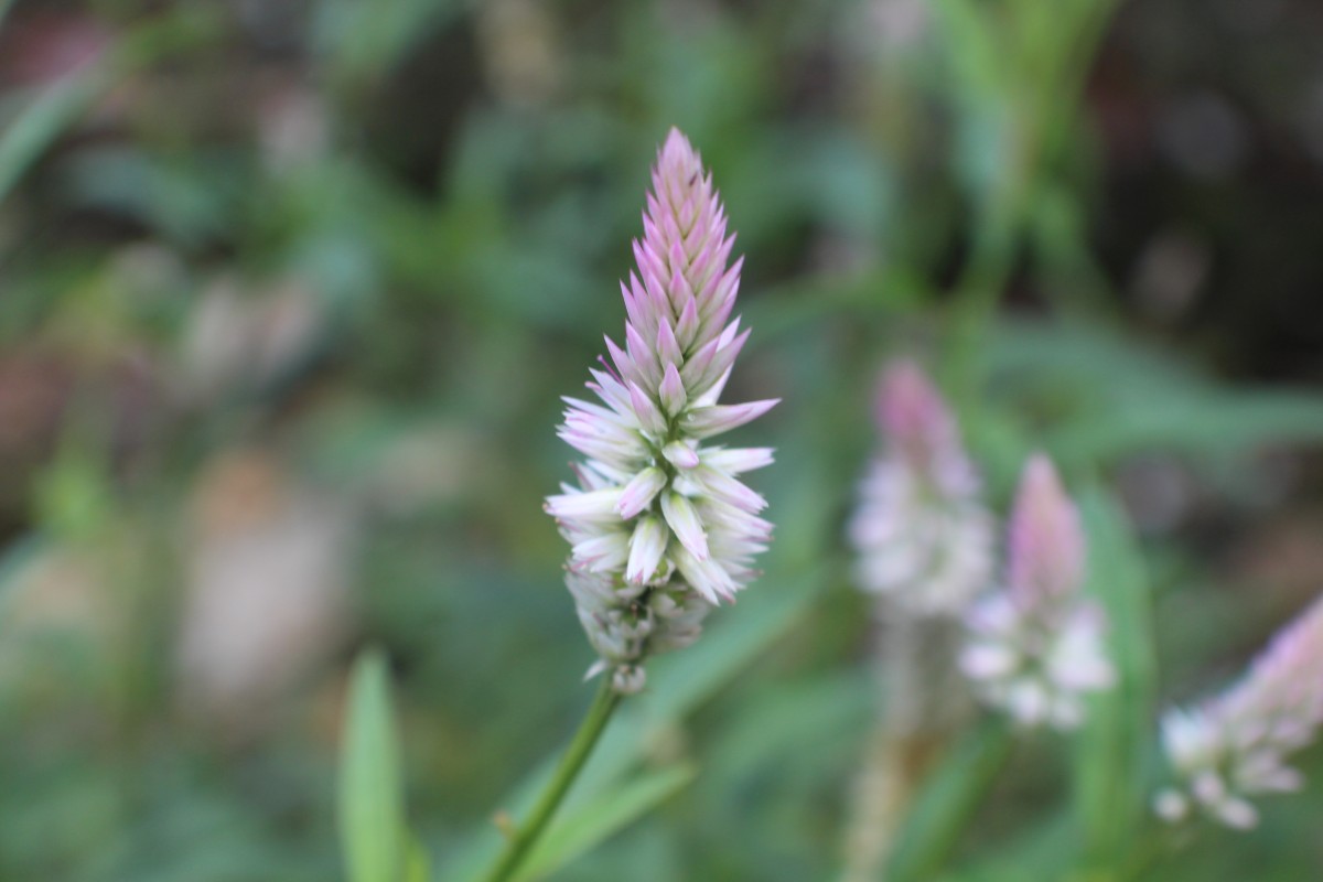 Celosia argentea L.